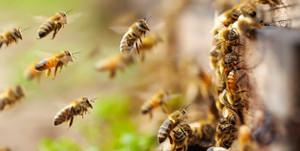 Chọc tổ ong, bé trai 5 tuổi bị đốt sốc phản vệ, suy đa phủ tạng