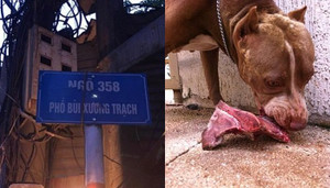 Chó cắn chết anh trai chủ tại Hà Nội: Pitbull là loài chó hung dữ nhất thế giới