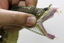 Chơi đùa trong công viên ở Hà Nội, bé trai 5 tuổi bị rắn hổ cắn