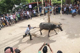 Chuẩn bị lễ hội đâm trâu, xã nghèo thu mỗi hộ dân 300.000 đồng