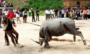 Xã nghèo thu tiền dân để tổ chức lễ hội đâm trâu: Sẽ trả lại toàn bộ số tiền thu được