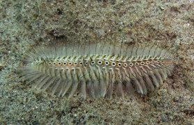 Bệnh viện Da liễu Trung ương cảnh báo độc tố của loài sâu róm biển