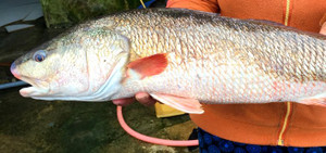 Tiểu thương mua được cá có sắc vàng óng ánh, nghi cá sủ vàng