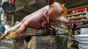 Ăn thịt chó: Sướng mồm hại thân, ôm bệnh vào người