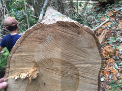 Lâm tặc 'xẻ thịt' rừng phòng hộ ở Huế: UBND tỉnh yêu cầu điều tra làm rõ