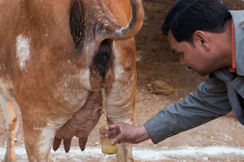 Những độc chiêu chữa hói đầu sốc nhất thế giới: Dùng cả phân chim, nước tiểu bò