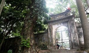Đề nghị bán đấu giá công khai cây sưa 100 tỷ đồng ở Hà Nội