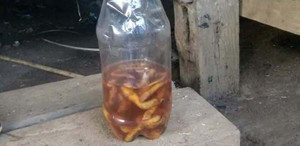 Uống rượu ngâm rễ cây lạ, 2 cậu cháu thiệt mạng: Sở Y tế Quảng Nam công bố nguyên nhân