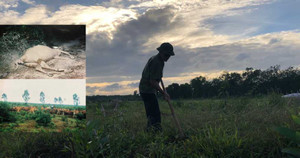 Chuyện 150 con bò bị bức tử và bản án oan huỷ hoại sự nghiệp của 'ông vua cao su Quảng Trị'