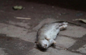 Có Boni-Smok, bỏ thuốc lá chỉ là chuyện nhỏ