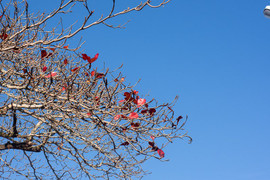 Ảnh: Ngắm xứ Huế đẹp mơ màng mùa hoa bàng lá đỏ