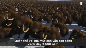 Điều gì xảy ra nếu động vật tuyệt chủng bỗng dưng sống lại?