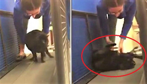 Video: Mèo béo giả chết trên băng chuyền để khỏi phải tập thể dục