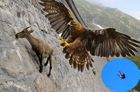 Video: Hãi hùng đại bàng khổng lồ thả dê núi rơi tự do xuống vách núi