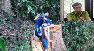 Rừng ở Huế bị tàn phá: 'Sếp' kiểm lâm được đề bạt thăng chức đúng quy trình?