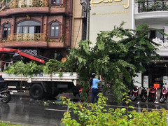 Bất thường việc đào gốc cây sưa trên vỉa hè trước cửa nhà hàng của đại gia xứ Huế