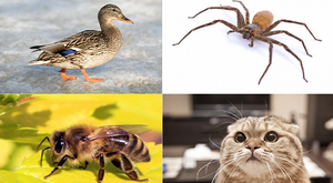 Hàng vạn người 'bó tay' với bài toán tính giá con mèo