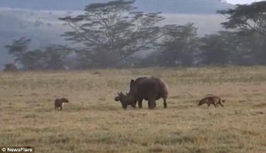 Video: Tê giác mẹ bảo vệ con khi linh cẩu tấn công