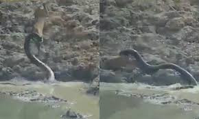 Sóng thần cổ đại cuốn đá cuội to bằng xe tăng vào bờ