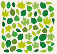 Đố bạn tìm được con rùa ẩn trong đám lá cây