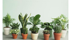 Đáp án 'câu đố xếp 10 cây xanh thành 5 hàng mà mỗi hàng có 4 cây'