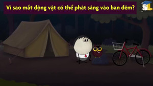 Tại sao mắt động vật phát sáng vào ban đêm?
