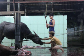 Những điều chưa biết về 'ông trâu' vô địch lễ hội chọi trâu Đồ Sơn