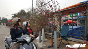 Hết hét giá, tiểu thương bán đào, quất 'khóc lóc' giảm giá những ngày cận Tết