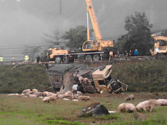 Xe tải lao xuống ruộng, hàng trăm con lợn phi ra ngoài