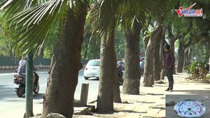 Chi phí đánh chuyển gần 1.000 cây xanh đường Phạm Văn Đồng thế nào?