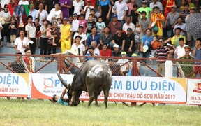 Những điều chưa biết về 'ông trâu' vô địch lễ hội chọi trâu Đồ Sơn