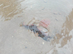 Nghi vấn vỡ đường ống nước sạch ở Hà Nội dịp nghỉ lễ Quốc Khánh 2/9