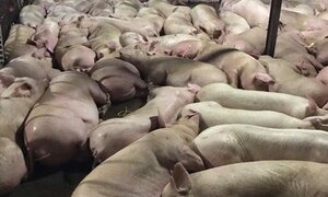 5.000 con heo bị tiêm thuốc an thần: Đình chỉ công tác 3 cán bộ Chi cục Thú y TP.HCM