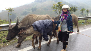 Bắc Bộ trở rét, có nơi dưới 14 độ C