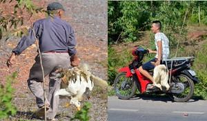 'Hôi vịt' ở Quảng Bình: Nhân chứng nói dân địa phương bắt vịt, chính quyền lại bảo đa số là người đi đường