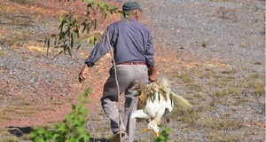 Dân 'hôi vịt' trên xe tải bị lật ở Quảng Bình: 'Số vịt thất thoát là do đè lên nhau chết'