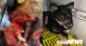 Hành trình sang Mỹ của chú chó hoang ở Huế bị hoại tử mõm