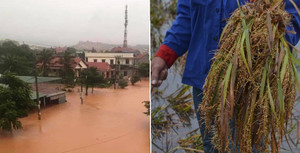 Ngập lụt ở miền Trung: Nhà chìm trong nước, lúa chưa gặt đã nảy mầm