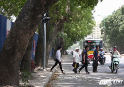 Chi phí đánh chuyển gần 1.000 cây xanh đường Phạm Văn Đồng thế nào?