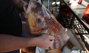 Cặp cá 'khủng' mang tên nhà vua cập bến nhà hàng giữa Thủ đô