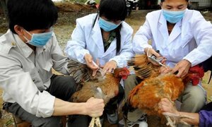 Bùng phát dịch cúm virus H7N9, tốc độ nhanh gấp 1.000 lần