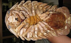 Bọ biển giá 4 triệu đồng/con, soán ngôi 'vua hải sản' của tôm hùm