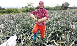 Thanh Hóa: Thương lái Trung Quốc ồ ạt mua dứa xanh bất thường