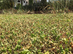 Phát hiện vật thể lạ ghi chữ Trung Quốc trôi dạt vào bờ biển Thừa Thiên Huế