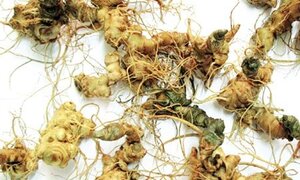 Thủ tướng phê duyệt sâm Ngọc Linh trở thành 'sản phẩm Quốc gia'