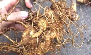 Đại gia bị lừa 100 triệu đồng mua củ tam thất 'khủng' thế nào?