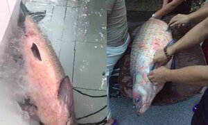 Cá trắm đen 'siêu khủng' nặng 45kg được đánh bắt ở Yên Bái