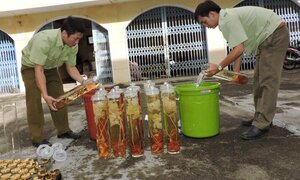 Tiêu hủy Sâm Ngọc Linh không rõ nguồn gốc, trị giá gần 300 triệu đồng