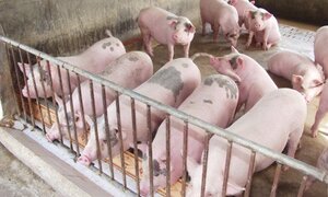 Giá thịt lợn liên tục tăng 'nóng': Cục Chăn nuôi cảnh báo