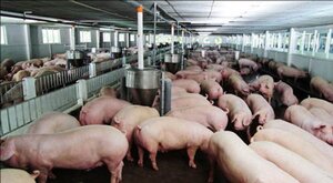 'Khủng hoảng' thịt lợn khiến tập đoàn Dabaco lỗ 33 tỷ đồng